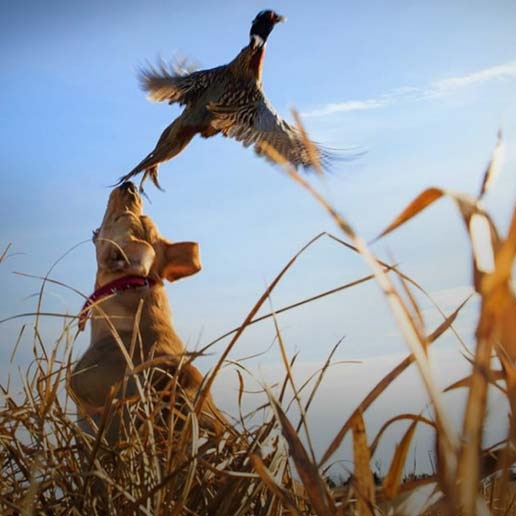 South Dakota Pheasant Hunting